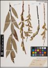 Foto von Salix daphnoides Vill.